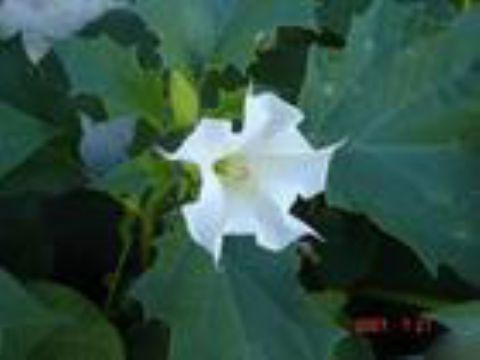  Datura Metel Extract  